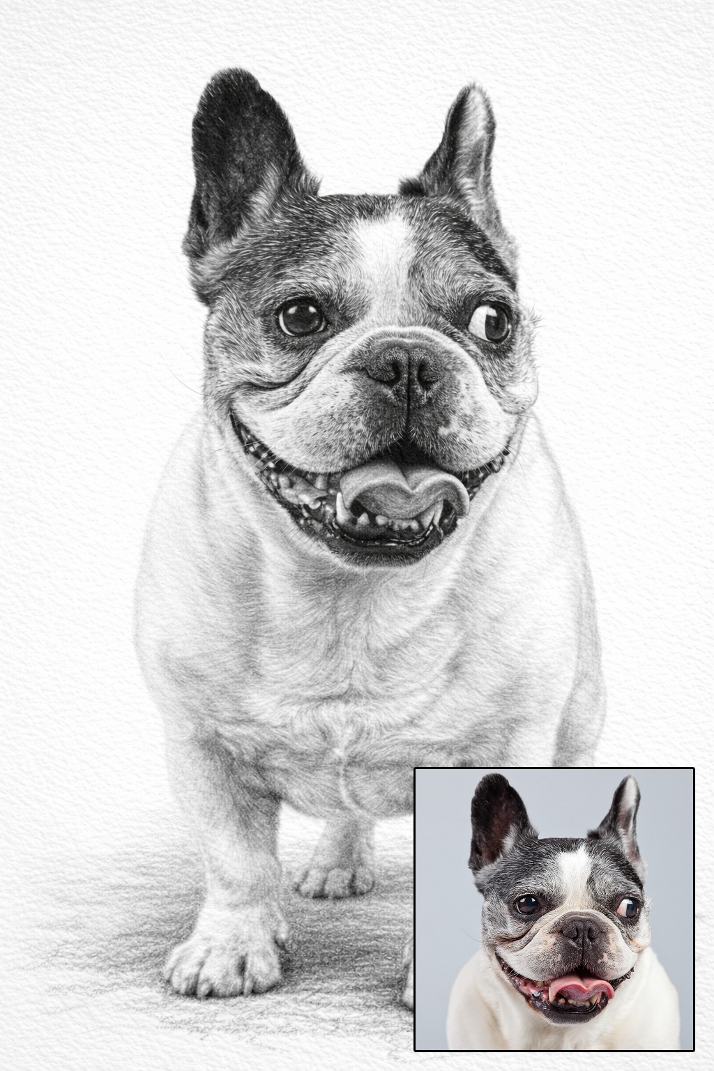 Pet portrait in pencil